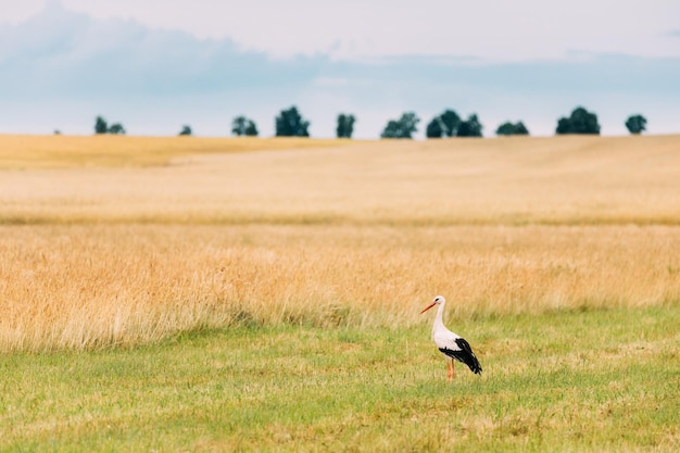 Foto un pájaro en un campo