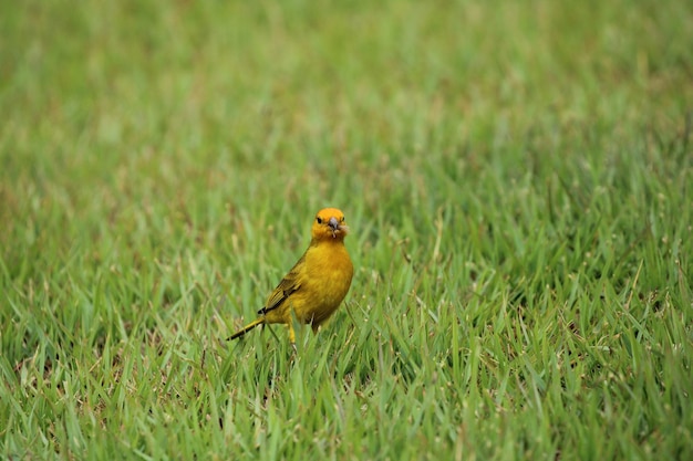 Pájaro canario sobre hierba