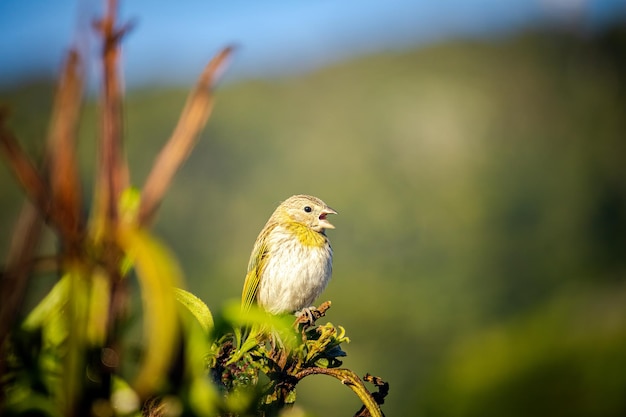 Pájaro canario terrestre Sicalis flaveola posado en la rama de un árbol cantando con la boca abierta Bosque y fondo de cielo azul