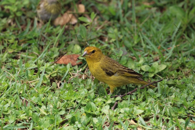 Pájaro canario