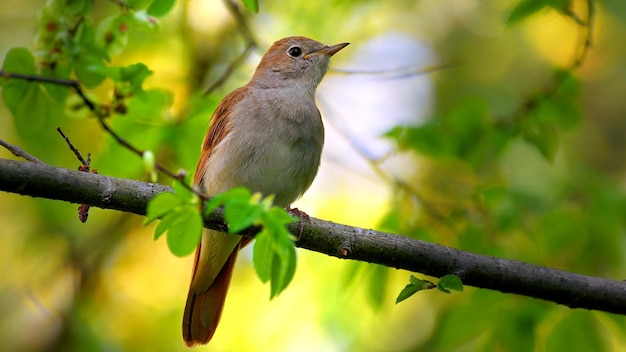 Foto el pájaro cantor del ruiseñor común