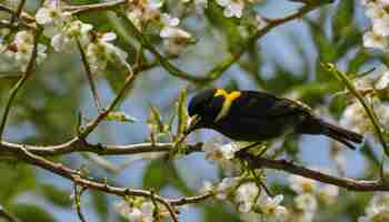 Foto un pájaro con una cara amarilla y negra está posado en una rama con flores blancas