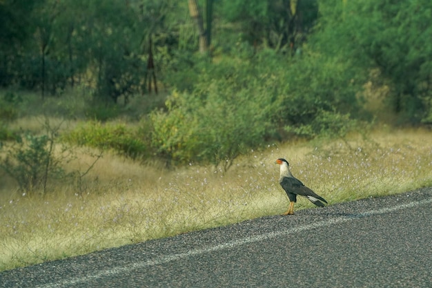 Pájaro caracara en la carretera en méxico baja california