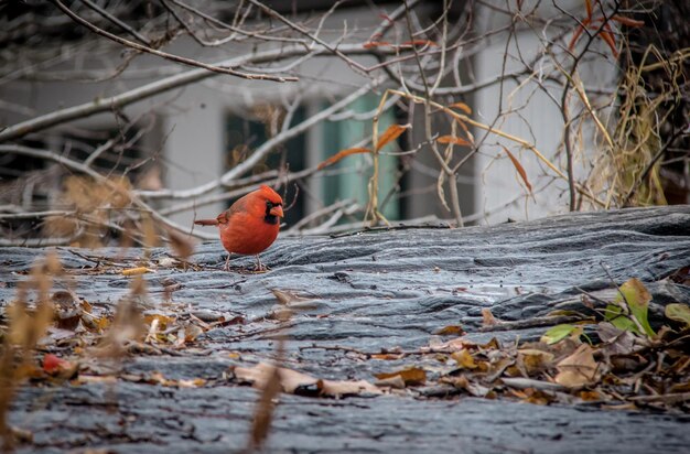 Foto el pájaro cardenal del norte en el central park de nueva york, ee.uu.