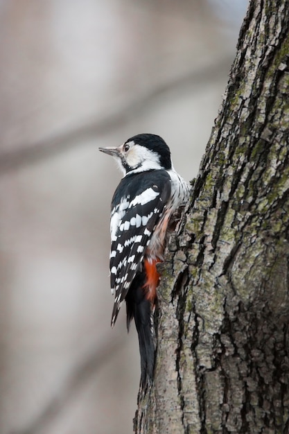 Foto pájaro carpintero en un árbol