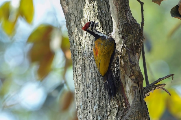 Foto el pájaro carpintero busca una presa en un árbol