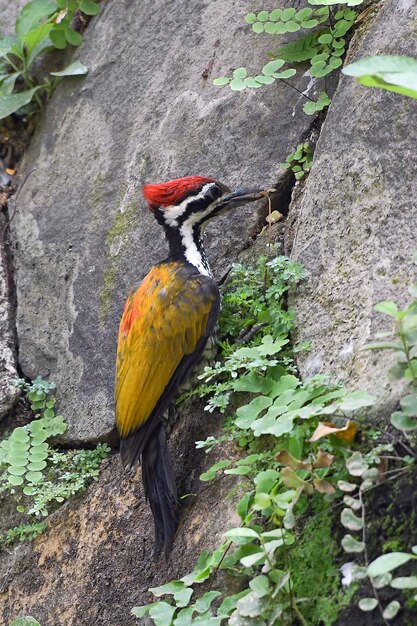 Foto el pájaro carpintero busca una presa en un árbol