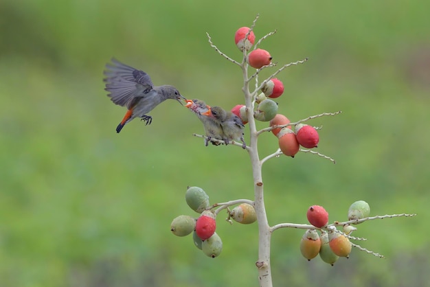 El pájaro carpintero de cabeza escarlata hembra lleva comida a sus polluelos