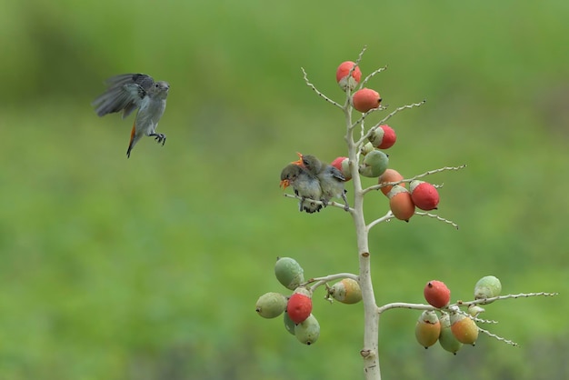 El pájaro carpintero de cabeza escarlata hembra lleva comida a sus polluelos