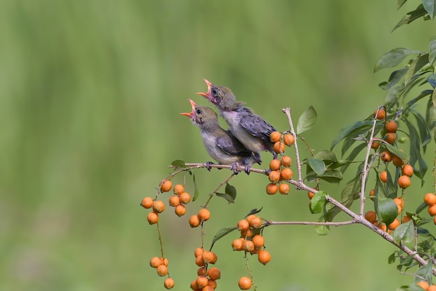 El pájaro carpintero de cabeza escarlata hembra lleva comida a sus polluelos