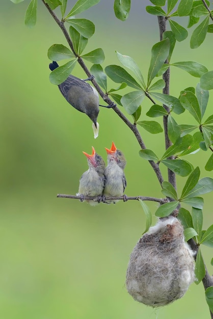 El pájaro carpintero de cabeza escarlata hembra trae comida a su