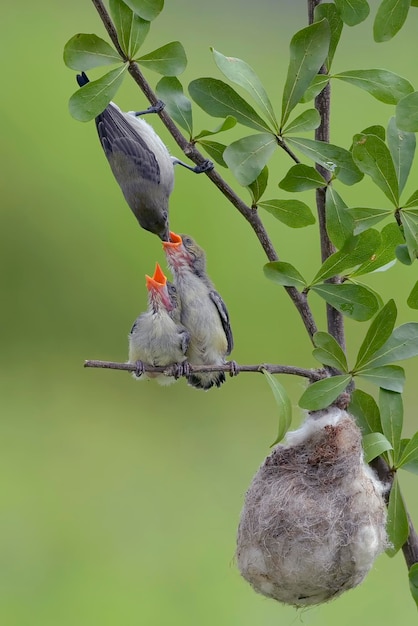 El pájaro carpintero de cabeza escarlata hembra trae comida a su