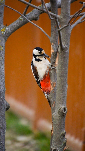 el pájaro carpintero chupando el tronco