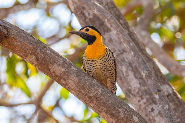 Pájaro carpintero Colaptes campestris posado en la rama de un árbol en el enfoque selectivo quotpicapau do campoquot