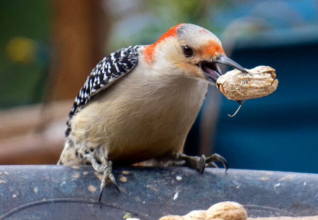 Foto el pájaro carpintero en la cubierta del patio trasero