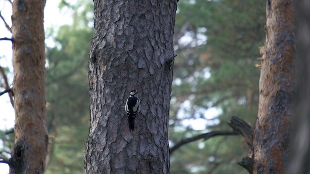 Foto pájaro carpintero de espalda blanca en busca de insectos posados en el árbol del bosque y vuela de rama en rama