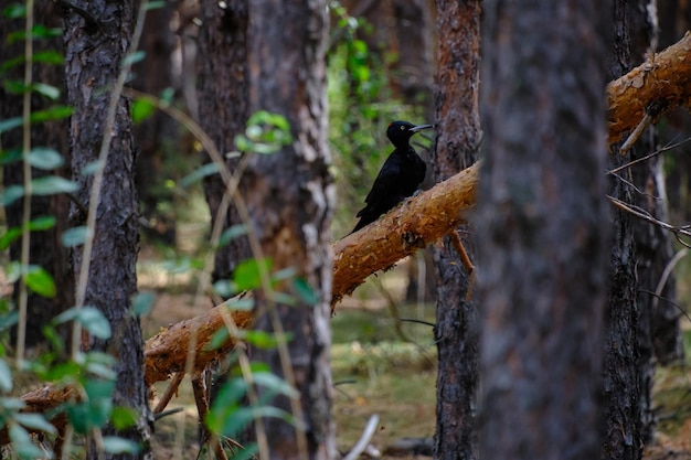 Pájaro carpintero golpea árbol caído en busca de comida