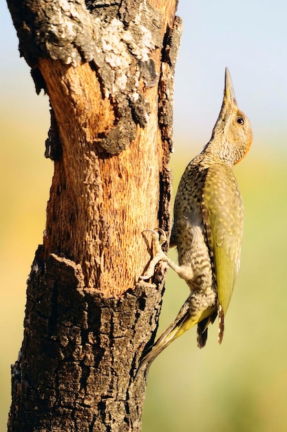 El pájaro carpintero ibérico o simplemente pájaro carpintero ibérico es una especie de ave piciforme de la familia Picidae