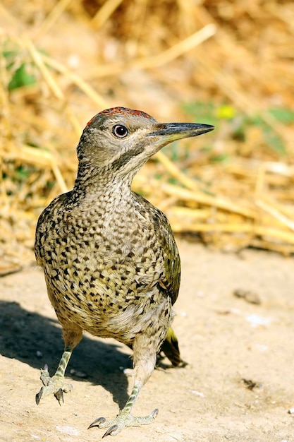 El pájaro carpintero ibérico o simplemente pájaro carpintero ibérico es una especie de ave piciforme de la familia Picidae