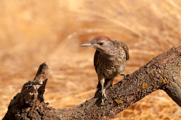 El pájaro carpintero ibérico o simplemente pájaro carpintero ibérico es una especie de ave piciforme de la familia Picidae