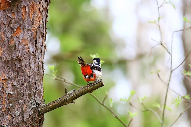pájaro carpintero manchado en el árbol, primavera hermoso pájaro del bosque en primavera
