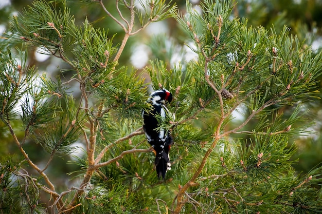 Pájaro carpintero manchado Dendrocopos se sienta en un árbol en un bosque de coníferas