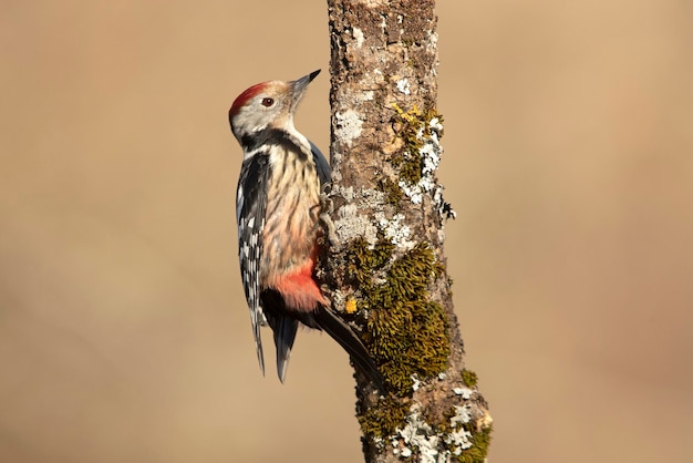 Pájaro carpintero manchado medio con la primera luz de la mañana en el tronco de un árbol