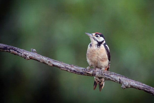 El pájaro carpintero manchado menor Dryobates minor es un miembro de la familia Picidae.