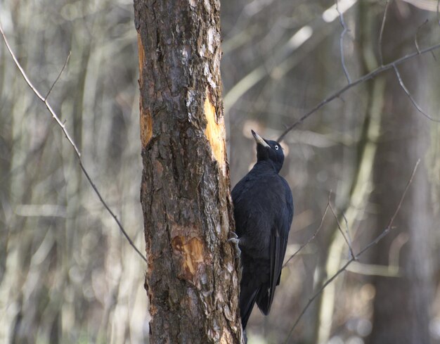 El pájaro carpintero negro Dryocopus martius lanza astillas desde un nuevo hueco región de Moscú Rusia