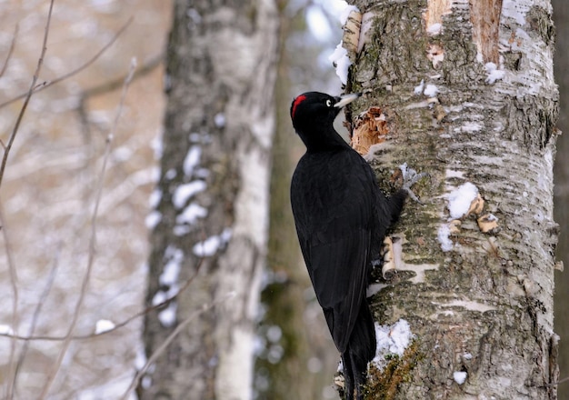 El pájaro carpintero negro Dryocopus martius lanza astillas desde un nuevo hueco región de Moscú Rusia