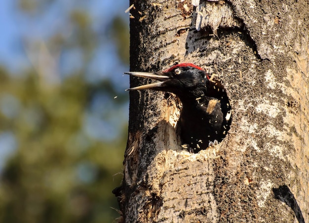 El pájaro carpintero negro Dryocopus martius lanza astillas desde un nuevo hueco región de Moscú Rusia