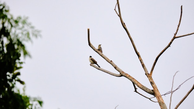 El pájaro carpintero de pecho pecoso y el Bulbul de cabeza tiznada se posa en el tronco de un árbol a lo largo