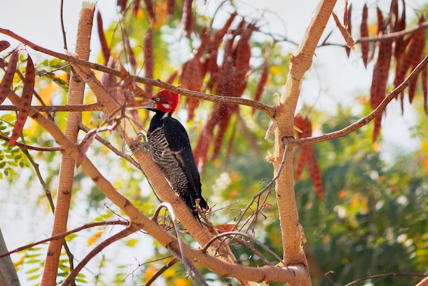 Pájaro carpintero RedBreasted Famoso pájaro carpintero brasileño encima de una rama en el bosque