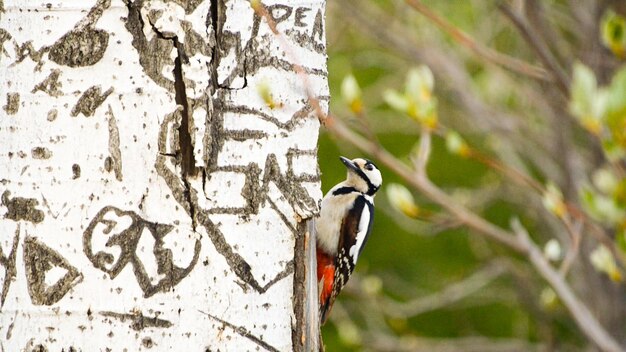 pájaro carpintero en el tronco de un álamaro