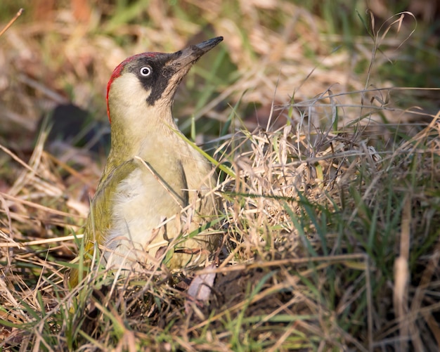 Foto pájaro carpintero verde en busca de comida en la hierba