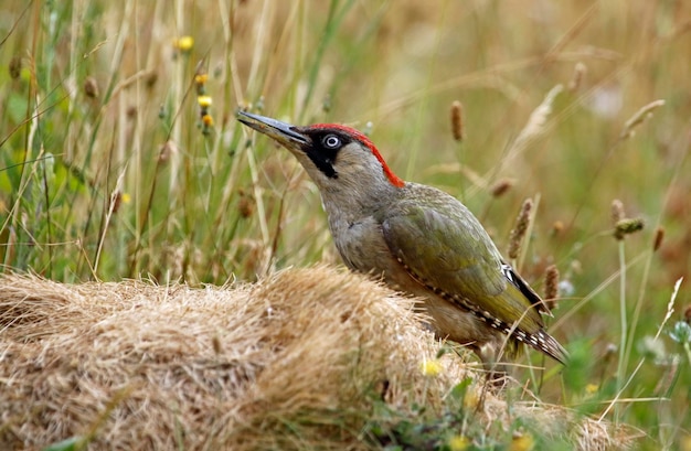 Pájaro carpintero verde buscando hormigas e insectos