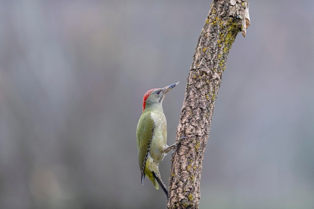 Pájaro carpintero verde europeo (Picus viridis) León, España