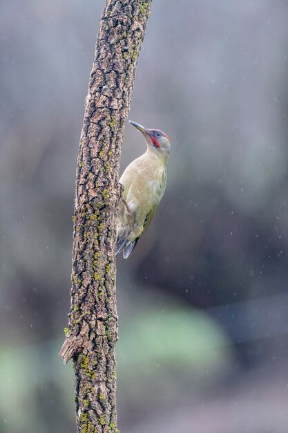 Pájaro carpintero verde europeo (Picus viridis) León, España