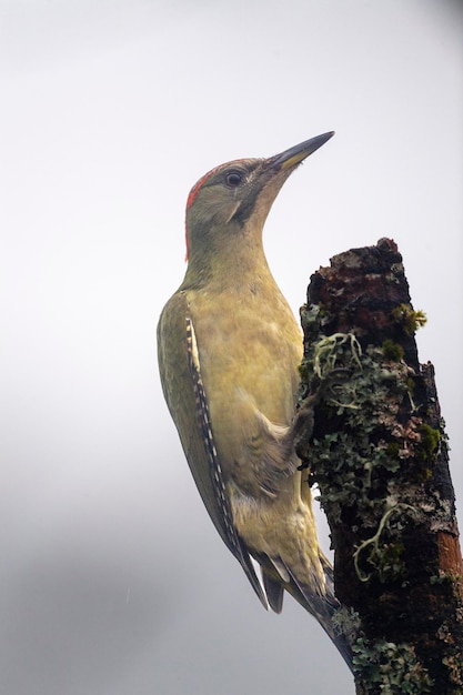 Pájaro carpintero verde europeo (Picus viridis) León, España