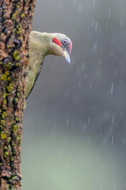 Pájaro carpintero verde europeo (Picus viridis) León, España