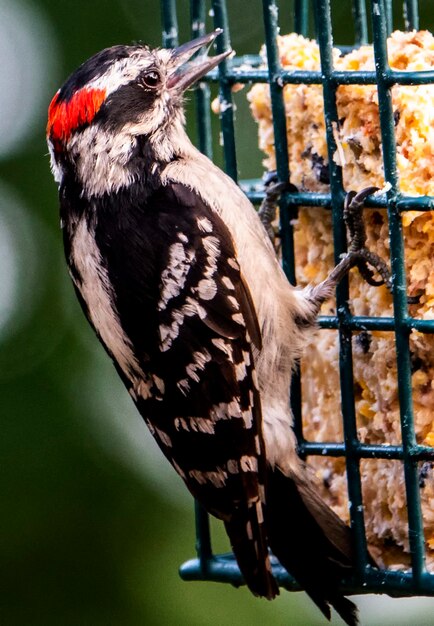 El pájaro carpintero