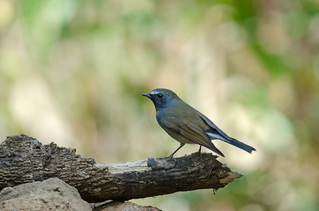 Pájaro cazamoscas (Ficedula strophiata) en la naturaleza Tailandia