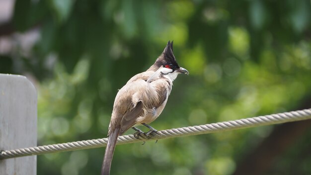 Pájaro en la cerca de alambre