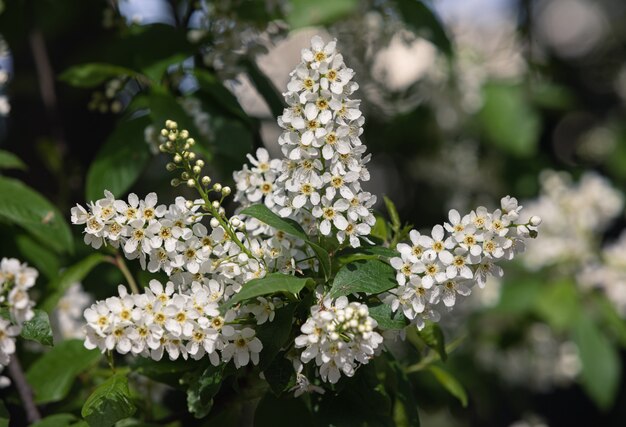 Pájaro cerezo en flor