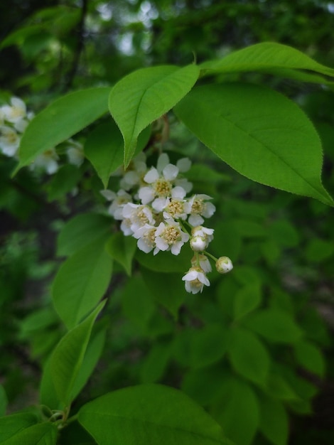 Pájaro cerezo con flores blancas