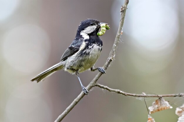 pájaro chickadee con oruga