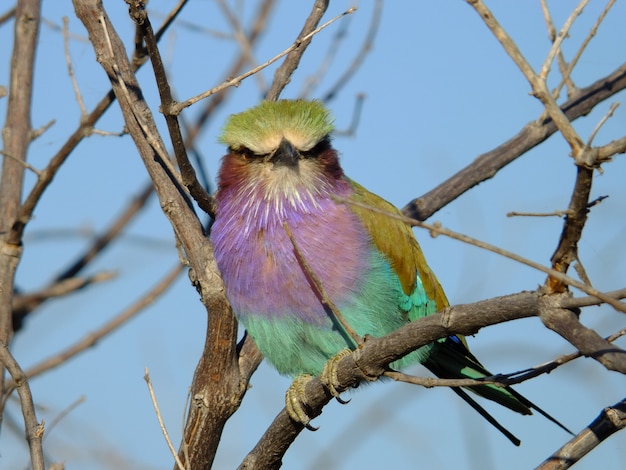 El pájaro Chobe, Botswana, África