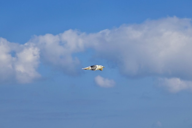 El pájaro en el cielo del océano Índico isla de Socotra Yemen