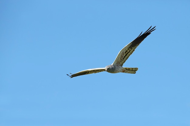 Un pájaro en el cielo