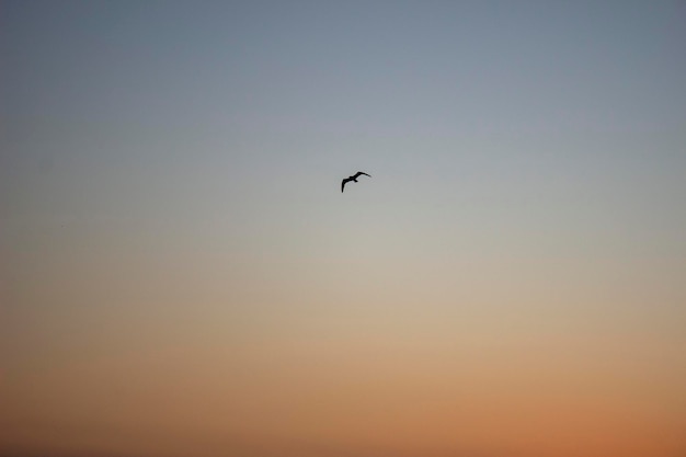 Foto pájaro en el cielo